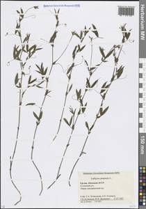 Чина луговая L., Кавказ, Абхазия (K4a) (Абхазия)