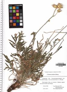 Rhaponticoides taliewii (Kleopow) M. V. Agab. & Greuter, Восточная Европа, Средневолжский район (E8) (Россия)
