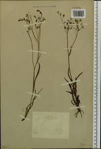 Crepidiastrum tenuifolium (Willd.) Sennikov, Сибирь, Прибайкалье и Забайкалье (S4) (Россия)