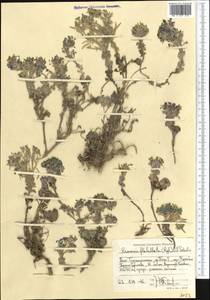 Solms-laubachia flabellata (Regel) J.P. Yue, Al-Shehbaz & H. Sun, Средняя Азия и Казахстан, Памир и Памиро-Алай (M2) (Таджикистан)