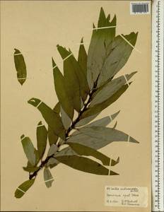 Salix mucronata subsp. subserrata (Willd.) R.H.Archer & Jordaan, Африка (AFR) (Эфиопия)
