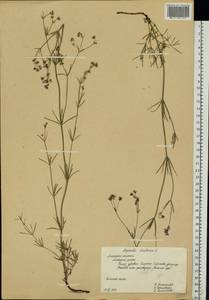Cynanchica tinctoria (L.) Fourr., Восточная Европа, Центральный лесостепной район (E6) (Россия)