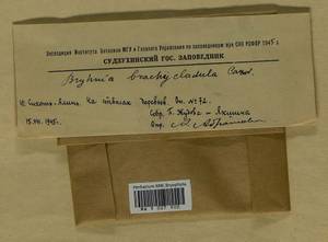 Myuroclada longiramea (Müll. Hal.) Min Li, Y.F. Wang, Ignatov & Huttunen, Гербарий мохообразных, Мхи - Дальний Восток (без Чукотки и Камчатки) (B20) (Россия)