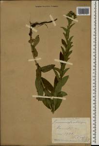 Pentanema salicinum subsp. asperum (Poir.) Mosyakin, Кавказ, Ставропольский край, Карачаево-Черкесия, Кабардино-Балкария (K1b) (Россия)