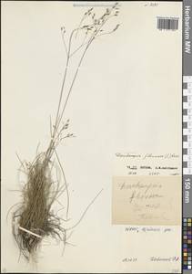 Лерхенфельдия извилистая, Овсик извилистый (L.) Drejer, Кавказ, Северная Осетия, Ингушетия и Чечня (K1c) (Россия)