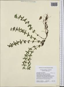 Cruciata verna subsp. verna, Западная Европа (EUR) (Болгария)