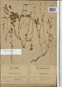 Зейдлиция цветистая (M. Bieb.) Bunge ex Boiss., Кавказ, Армения (K5) (Армения)