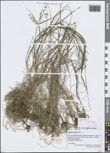 Полевица Мертенса Trin., Сибирь, Дальний Восток (S6) (Россия)