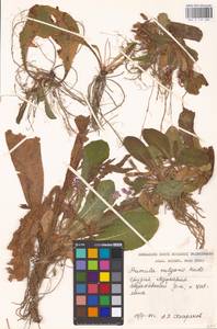 Первоцвет обыкновенный Huds., Кавказ, Грузия (K4) (Грузия)