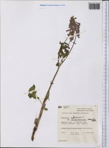 Hedysarum americanum (Michx. ex Pursh) Britton, Америка (AMER) (Канада)