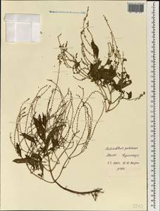 Aeollanthus pubescens Benth., Африка (AFR) (Мали)