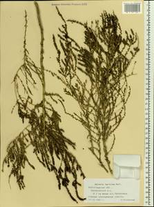 Caroxylon laricinum (Pall.) Tzvelev, Восточная Европа, Нижневолжский район (E9) (Россия)