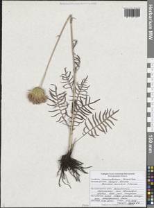 Клазея донская (P.A.Smirn.) L.Martins, Восточная Европа, Центральный лесостепной район (E6) (Россия)