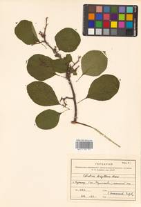 Древогубец круглолистный Thunb., Сибирь, Дальний Восток (S6) (Россия)