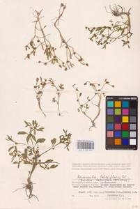 Лютик длиннолистный L., Восточная Европа, Нижневолжский район (E9) (Россия)