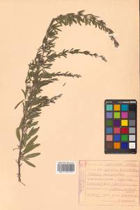 Леспедеца ситниковая (L.f.) Pers., Сибирь, Дальний Восток (S6) (Россия)