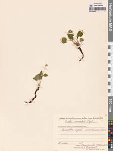 Фиалка Морица Tepl., Сибирь, Чукотка и Камчатка (S7) (Россия)