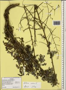 Artemisia caerulescens subsp. caerulescens, Кавказ, Азербайджан (K6) (Азербайджан)