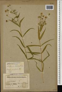 Rabelera holostea (L.) M. T. Sharples & E. A. Tripp, Кавказ, Азербайджан (K6) (Азербайджан)
