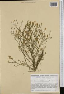 Centaurea aristata Hoffmanns. & Link, Западная Европа (EUR) (Испания)