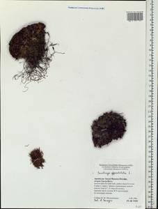 Камнеломка супротивнолистная L., Восточная Европа, Северный район (E1) (Россия)