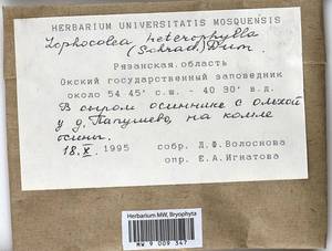 Lophocolea heterophylla (Schrad.) Dumort., Гербарий мохообразных, Мхи - Центральное Нечерноземье (B6) (Россия)