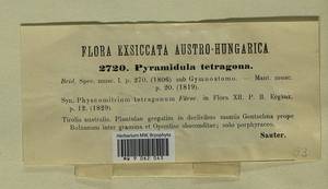 Pyramidula tetragona (Brid.) Brid., Гербарий мохообразных, Мхи - Западная Европа (BEu) (Италия)