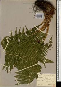 Щитовник мужской (L.) Schott, Кавказ, Южная Осетия (K4b) (Южная Осетия)