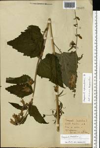 Колокольчик крапиволистный L., Восточная Европа, Белоруссия (E3a) (Белоруссия)