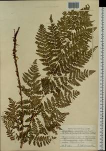 Dryopteris dilatata subsp. dilatata, Сибирь, Дальний Восток (S6) (Россия)