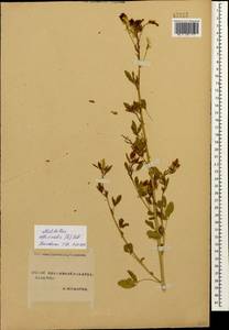 Донник лекарственный (L.) Lam., Кавказ, Ставропольский край, Карачаево-Черкесия, Кабардино-Балкария (K1b) (Россия)