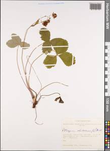 Fragaria chiloensis (L.) Weston, Сибирь, Западная Сибирь (S1) (Россия)