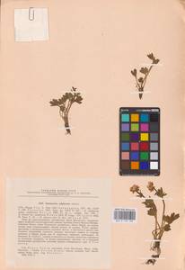 Лютик серножелтый Sol., Восточная Европа, Северный район (E1) (Россия)