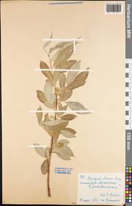 Salix pentandra × cinerea, Восточная Европа, Северо-Украинский район (E11) (Украина)