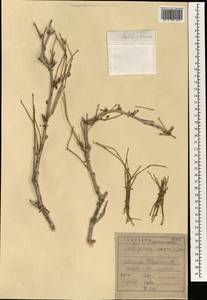 Calligonum comosum L'Hér., Зарубежная Азия (ASIA) (Ирак)