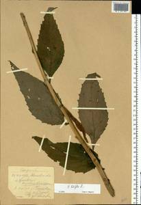 Колокольчик широколистный L., Восточная Европа, Московская область и Москва (E4a) (Россия)