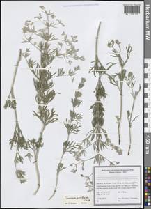 Teucrium parviflorum Schreb., Зарубежная Азия (ASIA) (Иран)