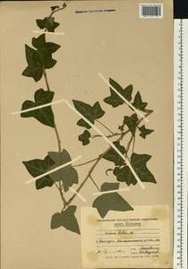 Плющ обыкновенный L., Восточная Европа, Молдавия (E13a) (Молдавия)