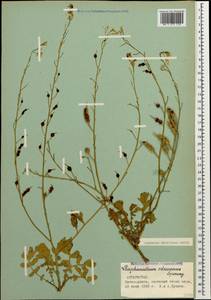Raphanus raphanistrum subsp. landra (Moretti ex DC.) Bonnier & Layens, Кавказ, Грузия (K4) (Грузия)