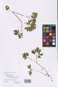 Хохлатка промежуточная, Хохлатка средняя (L.) Mérat, Восточная Европа (без точных пунктов) (E0)