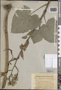 Цицербита черешковая (K.Koch) Gagnidze, Кавказ, Краснодарский край и Адыгея (K1a) (Россия)