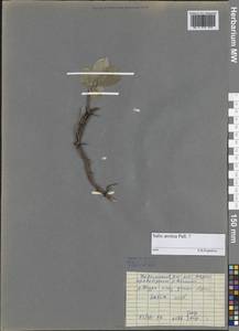 Ива арктическая Pall., Сибирь, Центральная Сибирь (S3) (Россия)