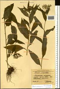 Крестовник дубравный L., Сибирь, Западная Сибирь (S1) (Россия)