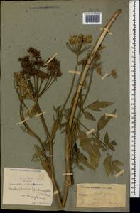 Борщевик пастернаколистный K.Koch, Кавказ, Азербайджан (K6) (Азербайджан)