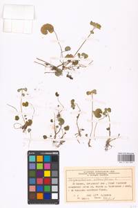 Селезеночник очереднолистный L., Восточная Европа, Московская область и Москва (E4a) (Россия)