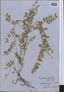 Остролодочник голый DC., Средняя Азия и Казахстан, Муюнкумы, Прибалхашье и Бетпак-Дала (M9) (Казахстан)