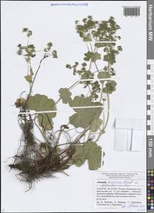 Манжетка близкая H.Lindb. ex Juz., Восточная Европа, Средневолжский район (E8) (Россия)