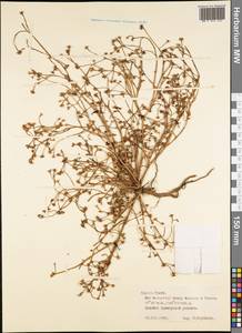 Magnoliopsida, Австралия и Океания (AUSTR) (Французская Полинезия)