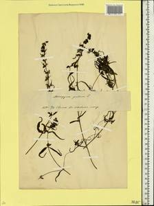 Марьянник луговой L., Восточная Европа, Белоруссия (E3a) (Белоруссия)