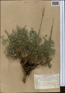 Жабрица леманновская (Bunge) Boiss., Средняя Азия и Казахстан, Памир и Памиро-Алай (M2) (Узбекистан)